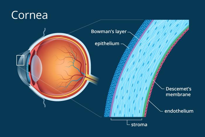 eye